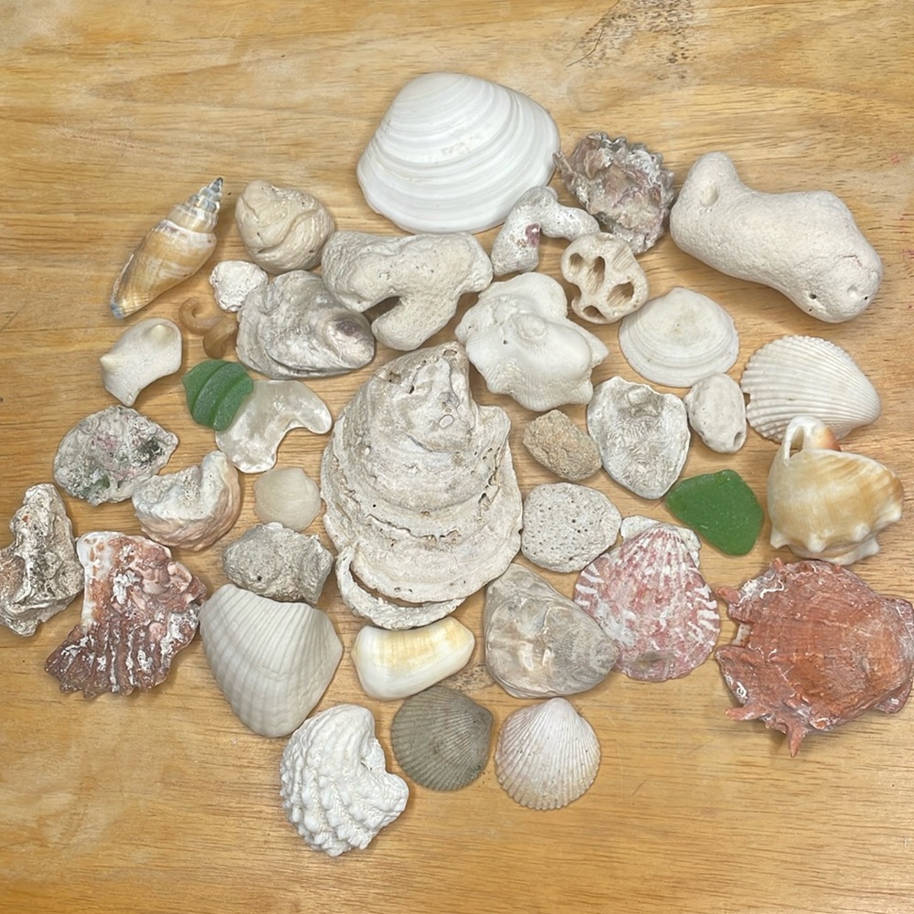 Seashells Lot